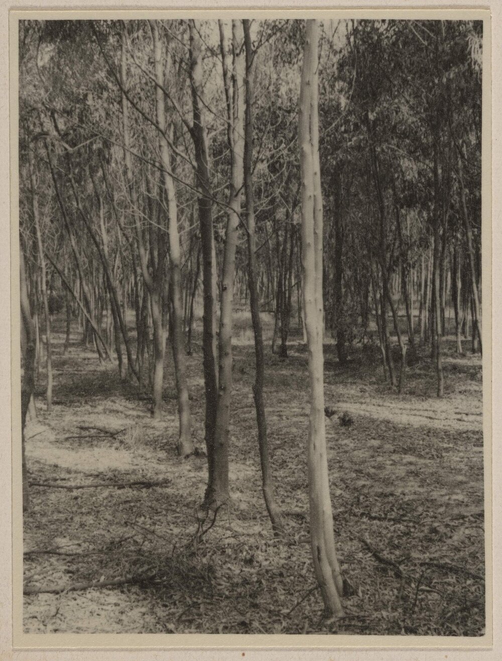 [Wattle tree plantation at Westerfield]