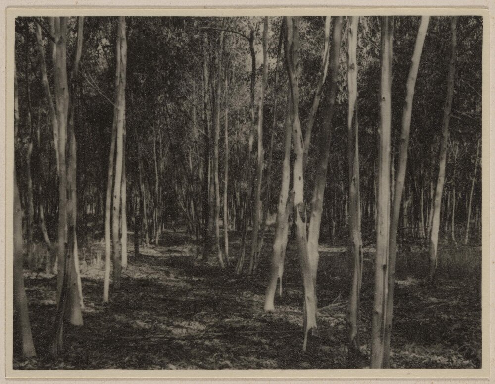 [Stripped wattle trees at Westerfield]