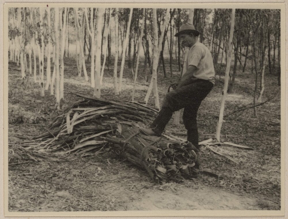 [Wattle-bark harvesting at] Westerfield