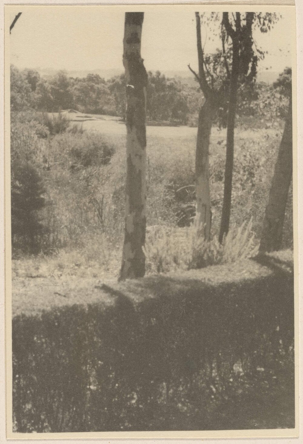 [Hedge merging into bushland]