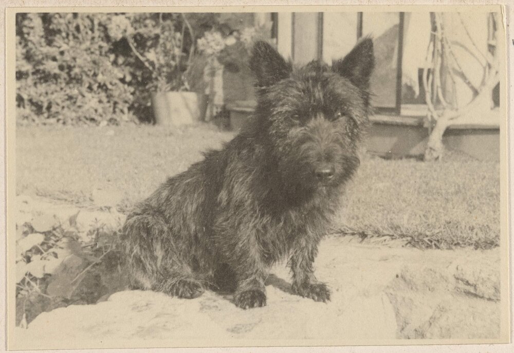[Scottish Terrier dog at Westerfield]