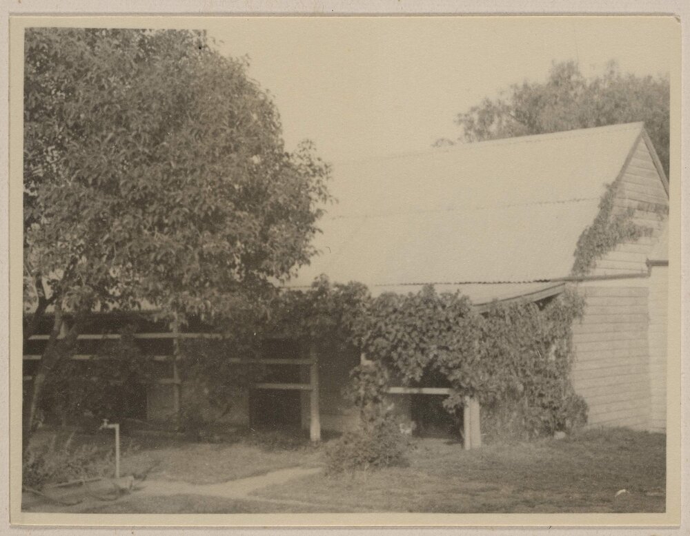[Vine covered stone walls and hedge at Westerfield]  