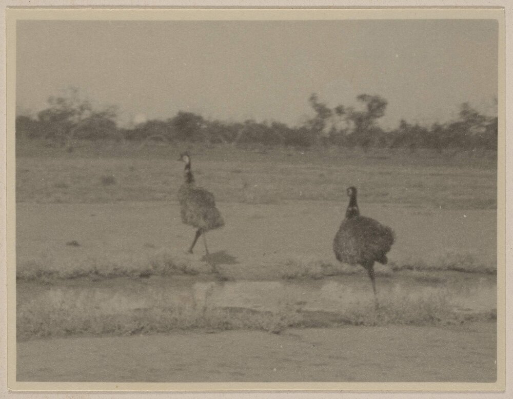 [Emu's at] Tupra [Station, New South Wales]