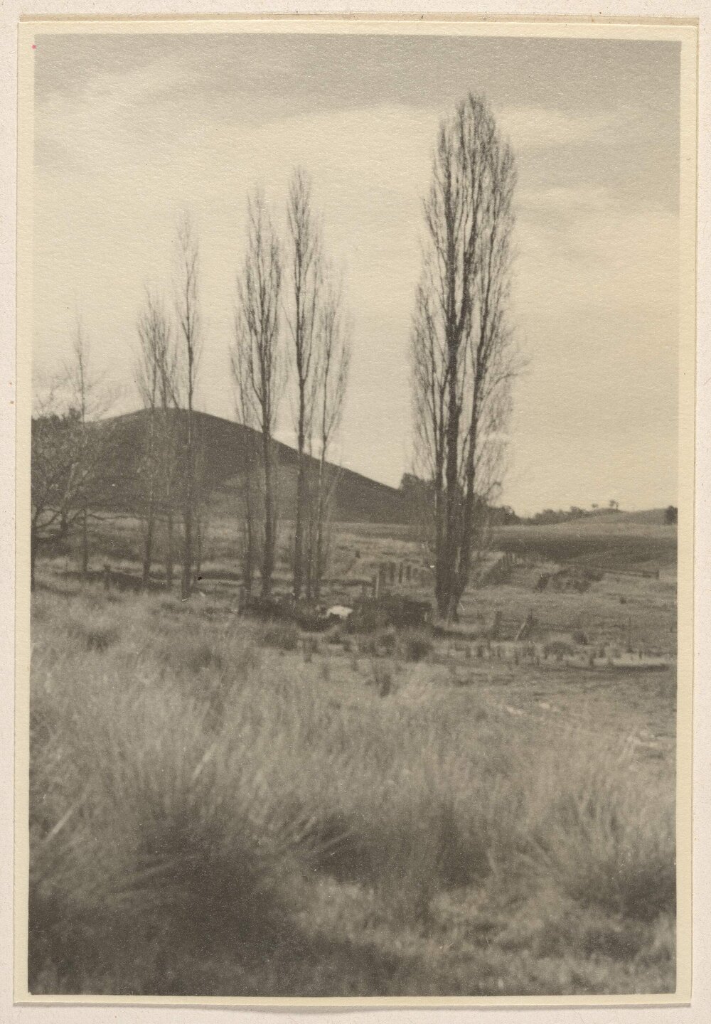 [Bare colomnar trees,] Carabost [New South Wales]