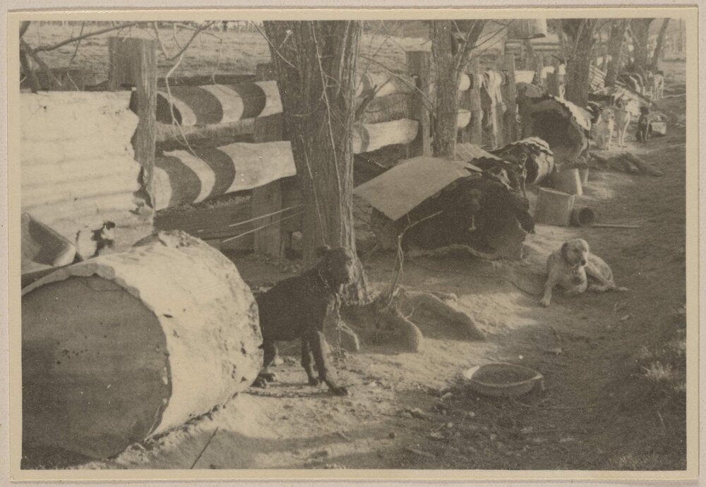 [Working dogs,] Carabost [New South Wales]