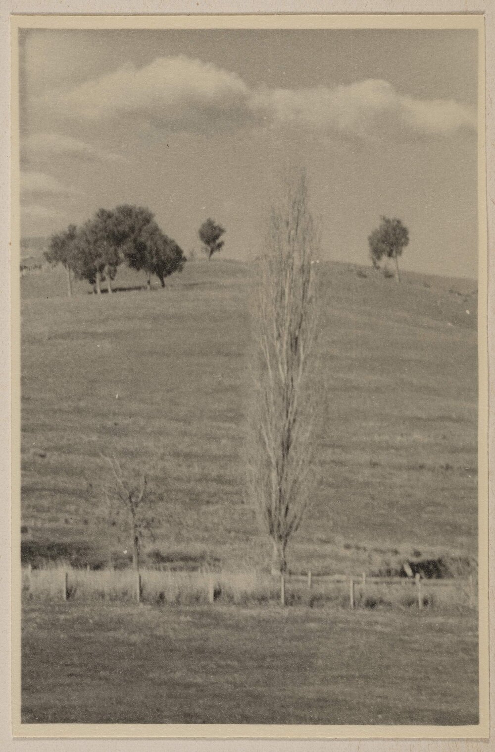 [Bare colomnar tree,] Carabost [New South Wales]