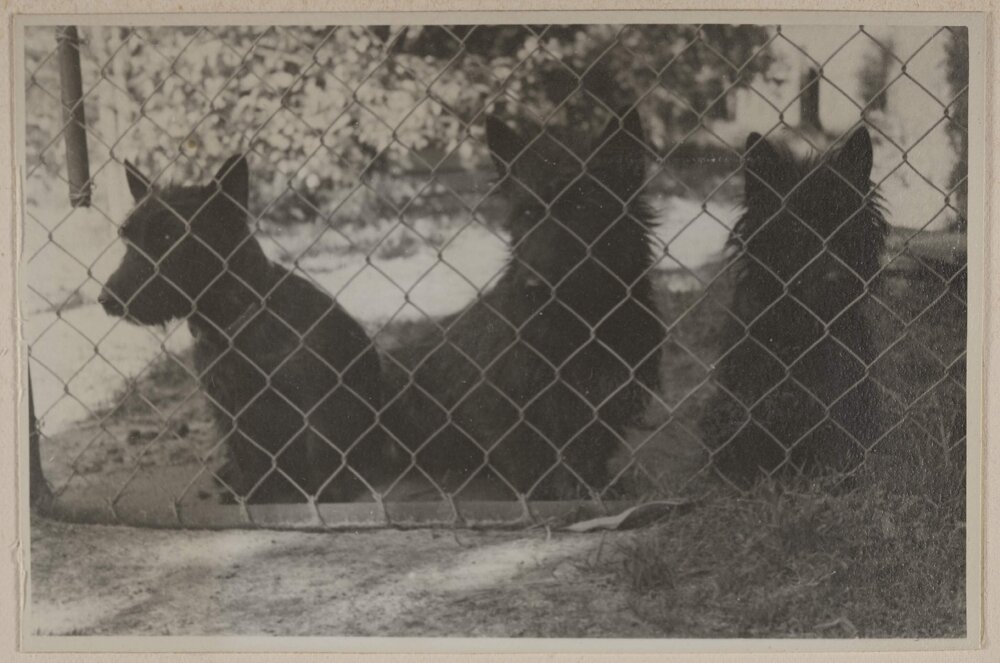 [Mabel and Russel Grimwade's three Scottish Terrier dogs]