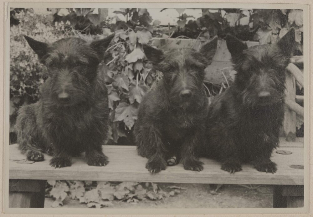 [Mabel and Russel Grimwade's three Scottish Terrier dogs]