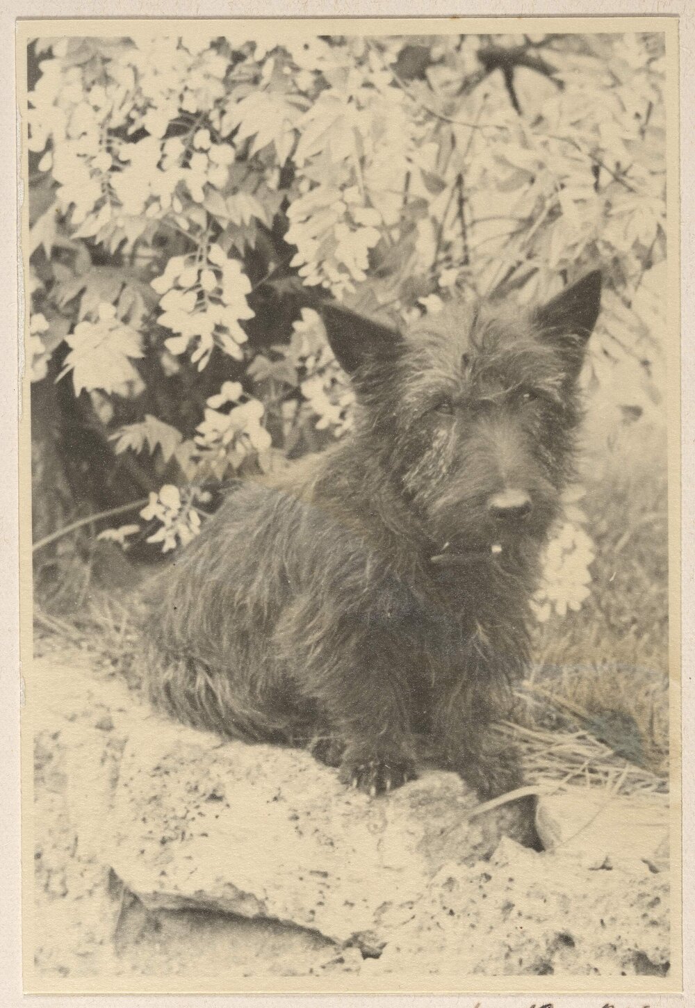 [Scottish Terrier dog]