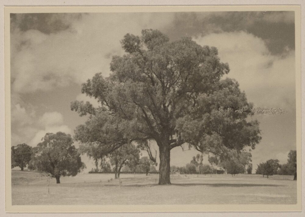 [Oak trees,] Seven Creeks 