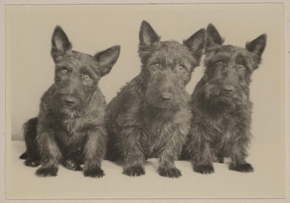 [Mabel and Russel Grimwade's three Scottish Terriers]