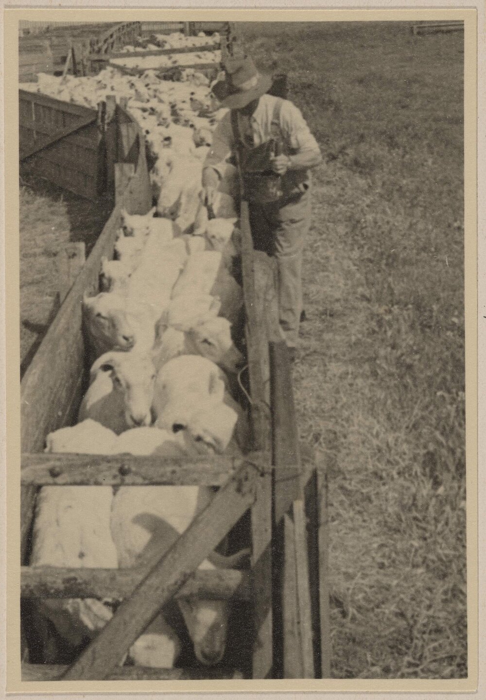 [Shorn sheep herded through chute at] Barwidgee [northeast Victoria]