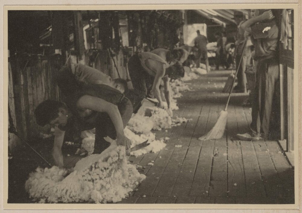 [Sheep shearing,] Barwidgee [northeast Victoria]