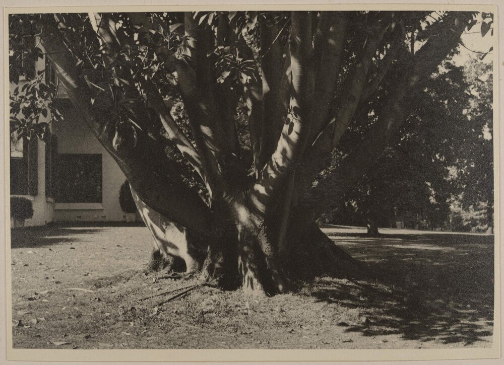 [Miegunyah feature tree] 