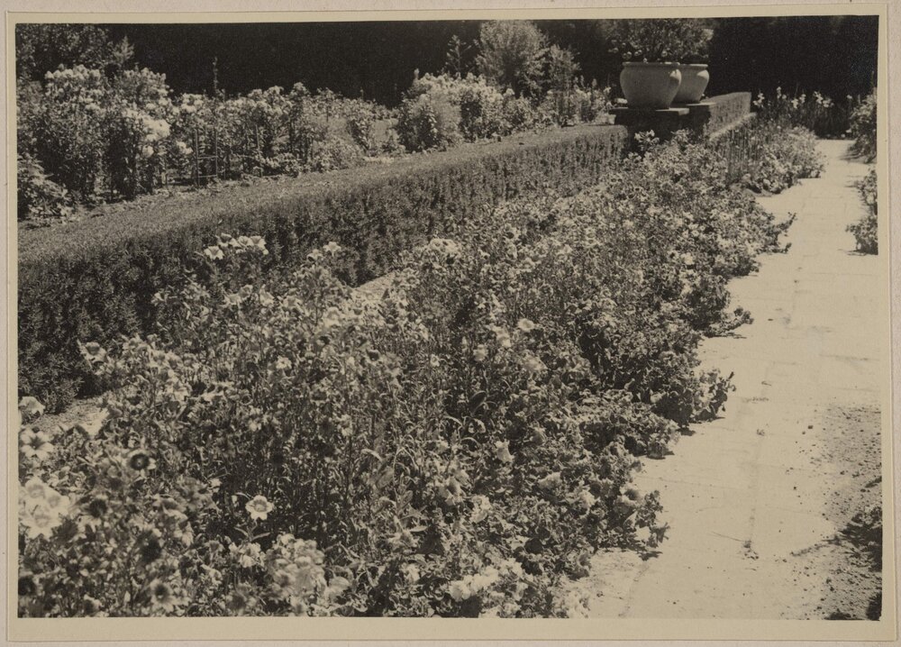 [Miegunyah landscaped garden featuring hedged wall]