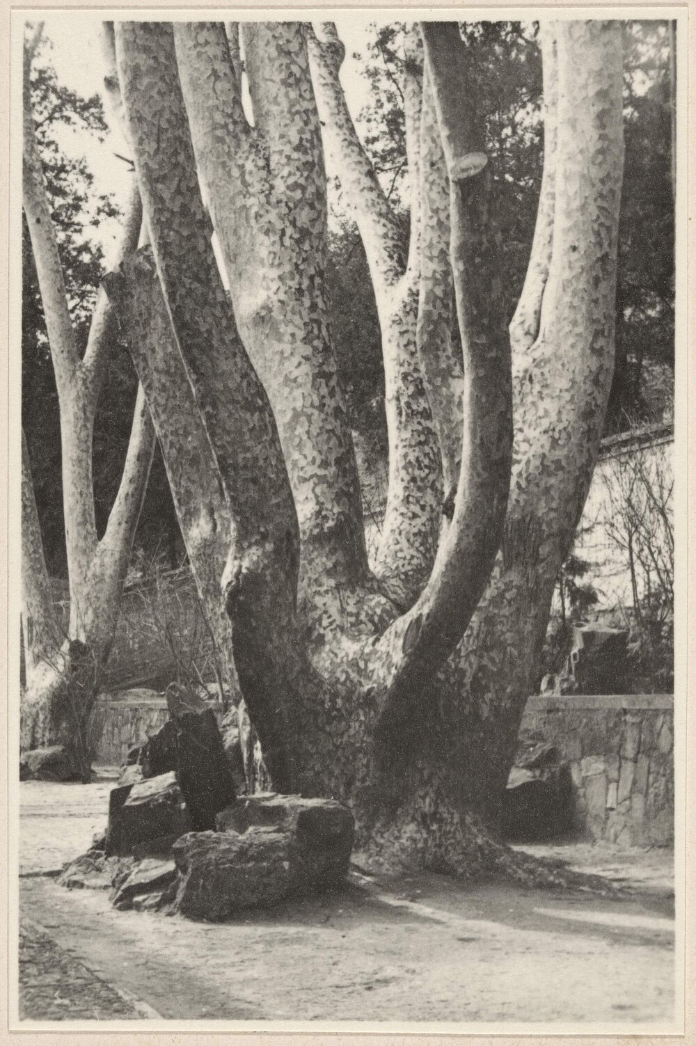 [Tree in Beijing, China]