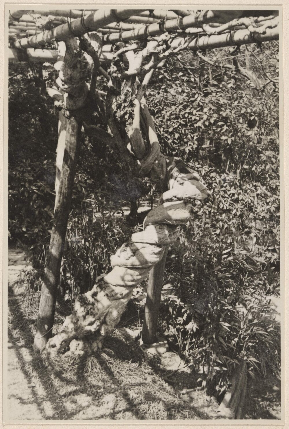 A Wisteria bole [in Japan]