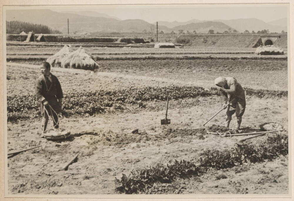 [Farmers tending field in Japan]