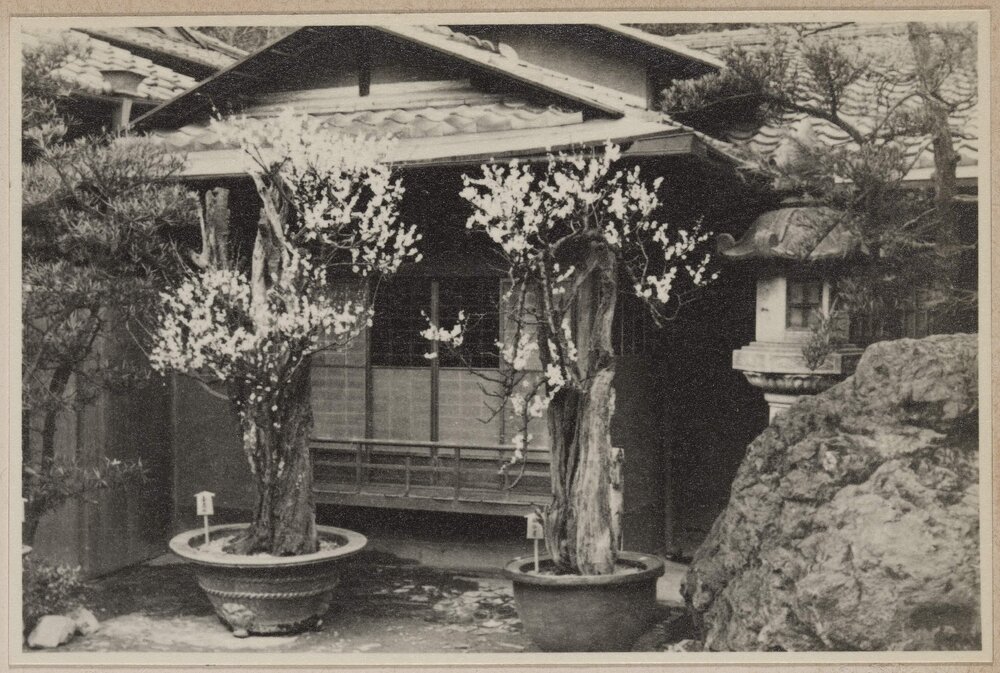 [Potted blossoms outside a house, Kyoto, Japan] 