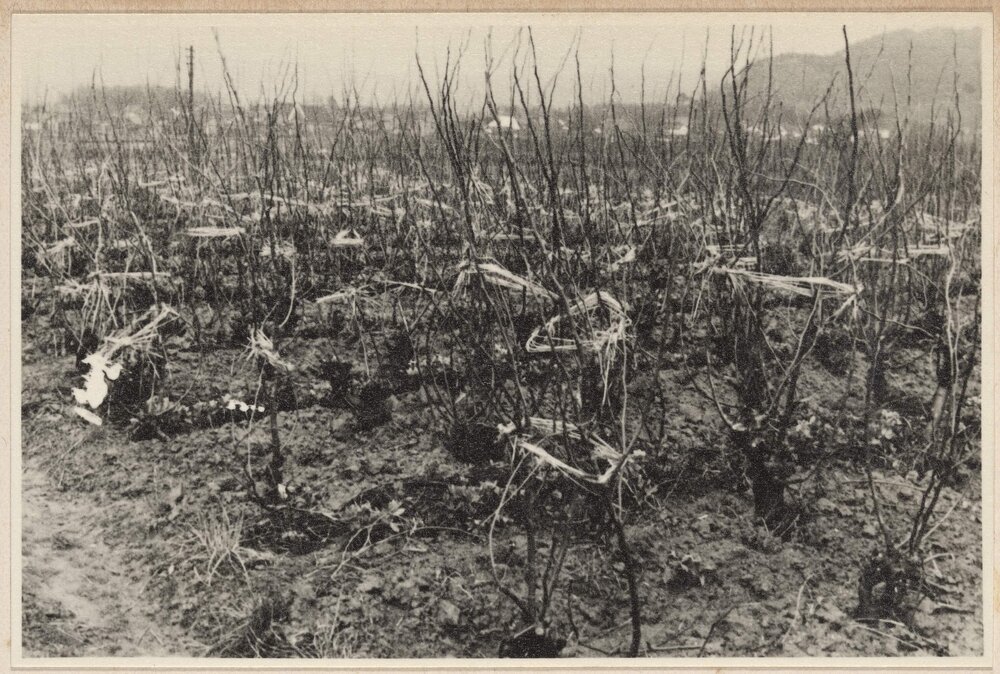 Mulberry trees for silkworms  [Japan]