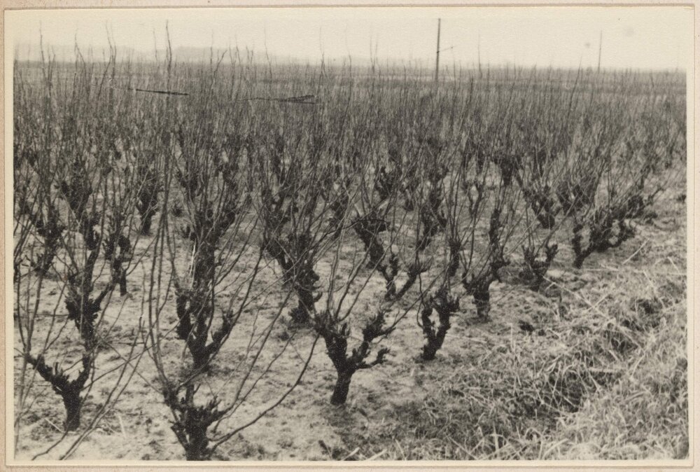Mulberry trees for silkworms [Japan]