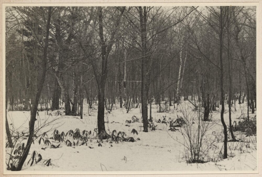 [Snowy landscape, Japan]