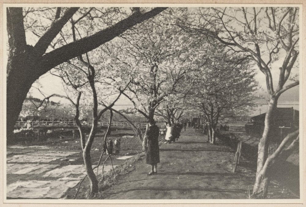 Cherry blossom [Japan]