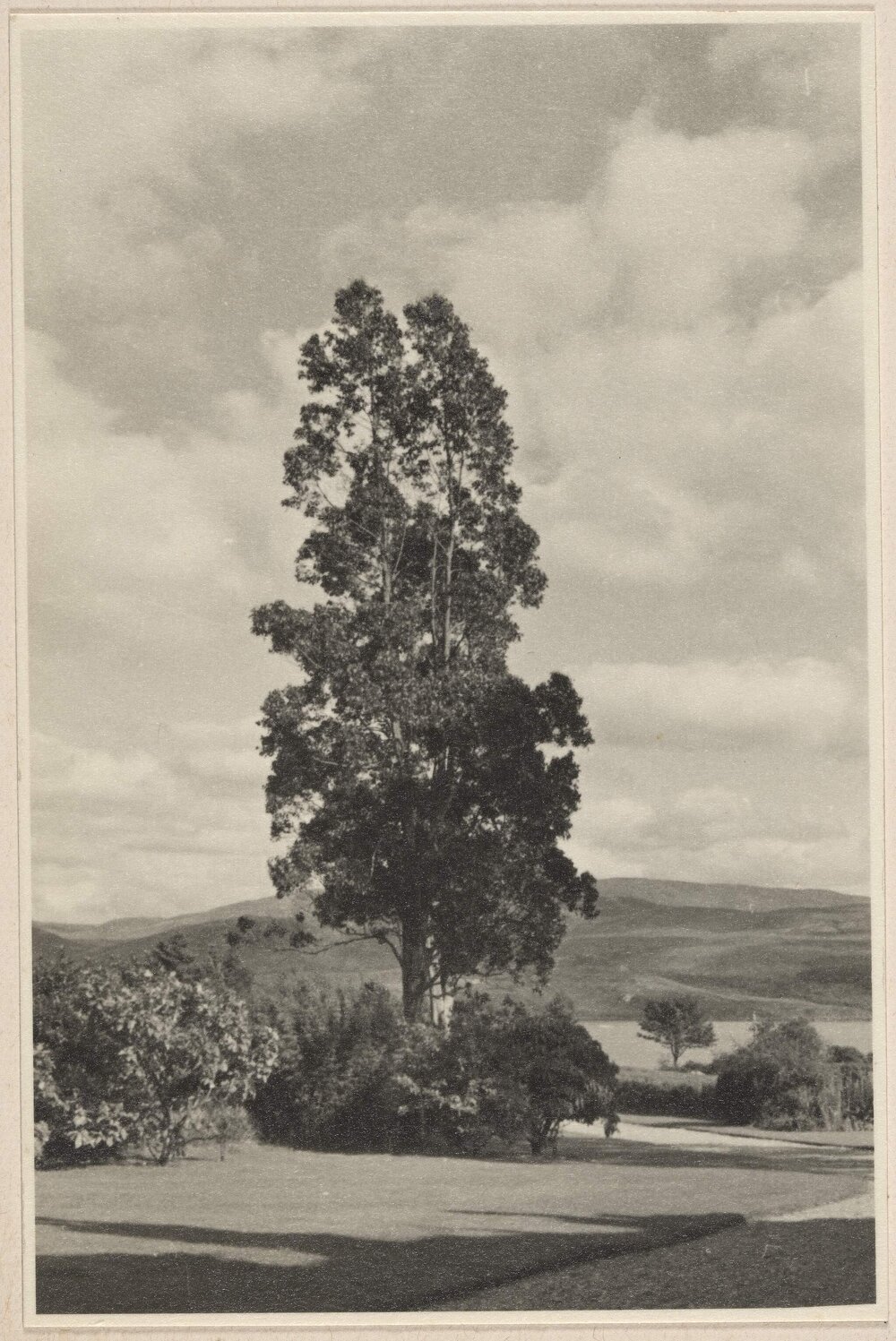 E. urnigera at Crarae Lodge Minard - Argyllshire [Scotland]