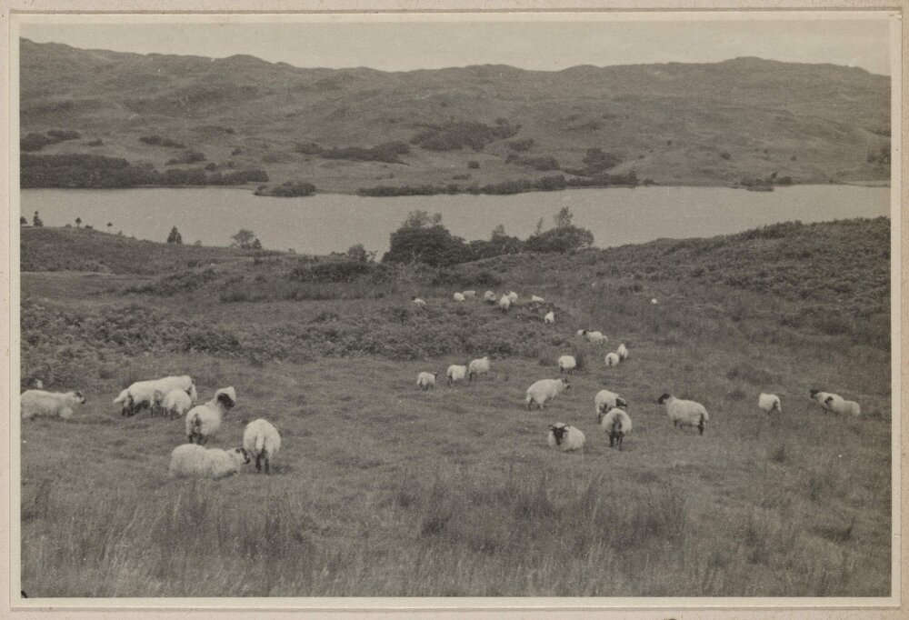 [Blackface Sheep herd grazing in meadow beside] Loch Awe [Scotland]