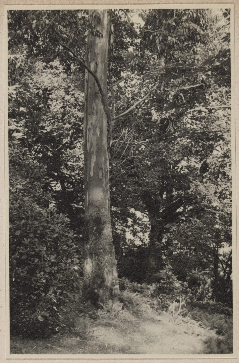 E. urnigera at Stonefield, Aryllshire [Scotland]