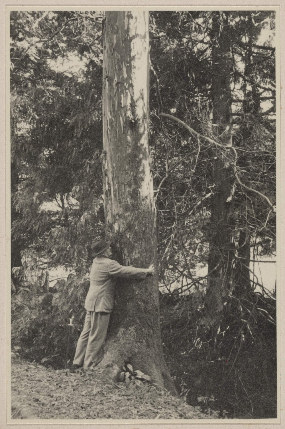 E. urnigera at Stonefield, Aryllshire [Scotland]