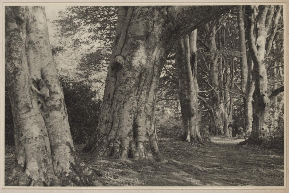 Beeches at Ederline