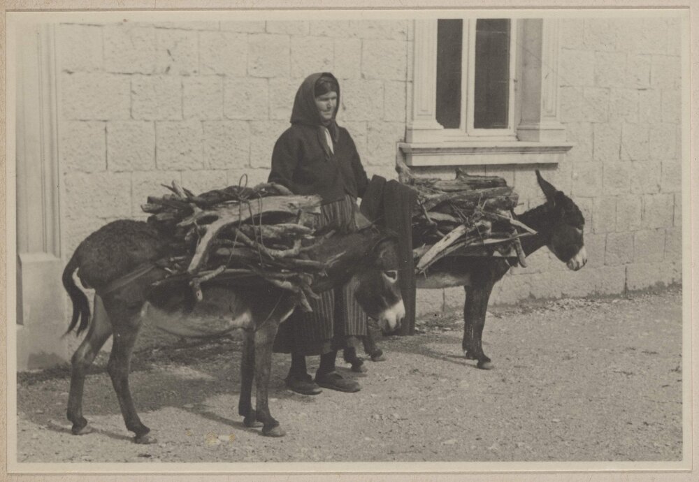 [Donkeys carrying firewood strapped to their backs, Croatia]
