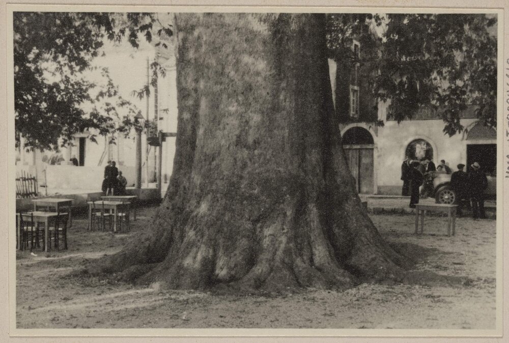 [Trsteno, Croatia]