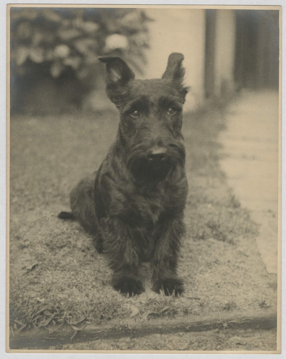 Andrew Mac, Miegunyah