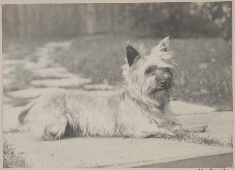 [The Grimwade's' terrier dog at Miegunyah]