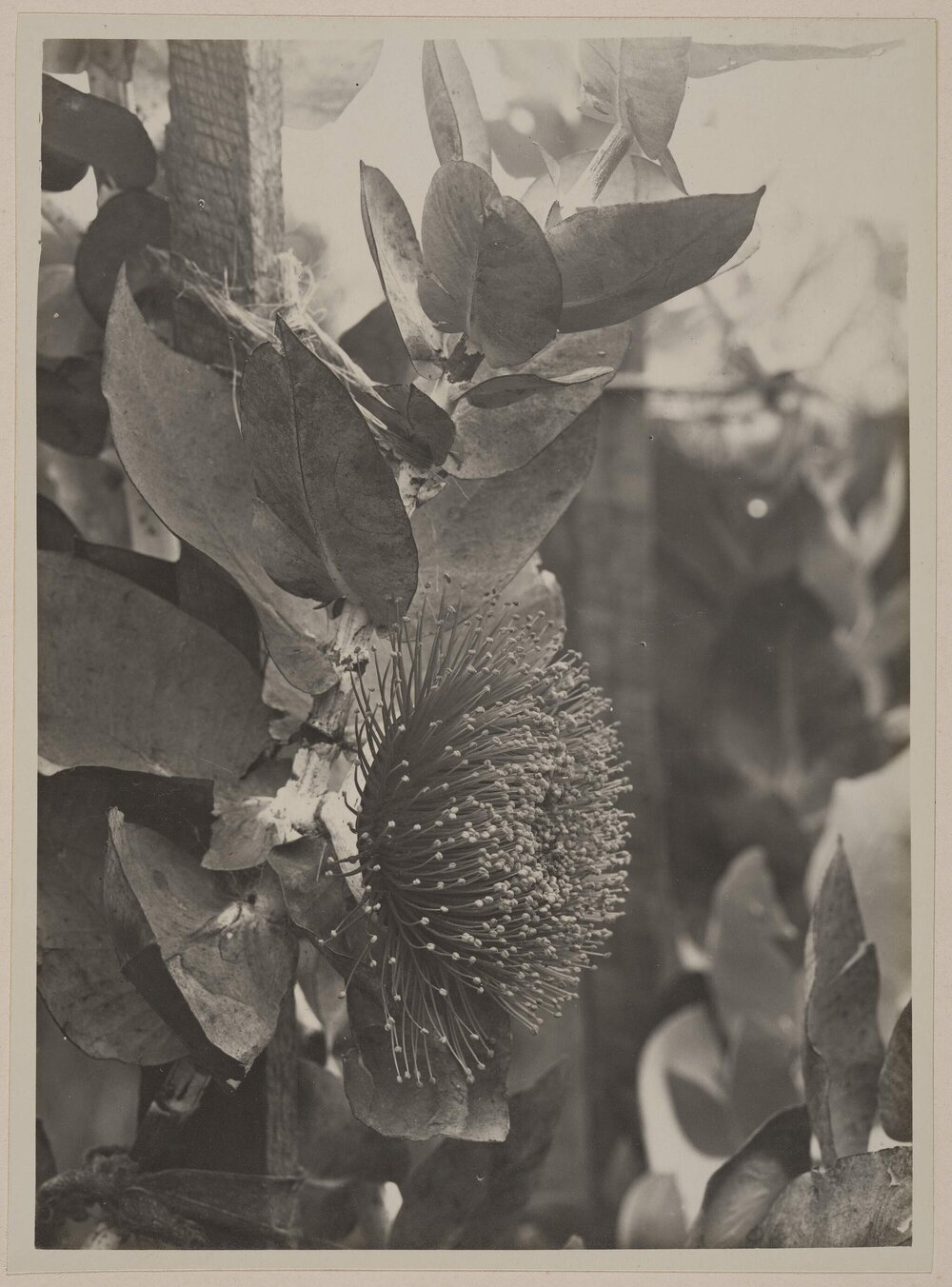 [Eucalyptus Macrocarpa,] 2/3 matured size 