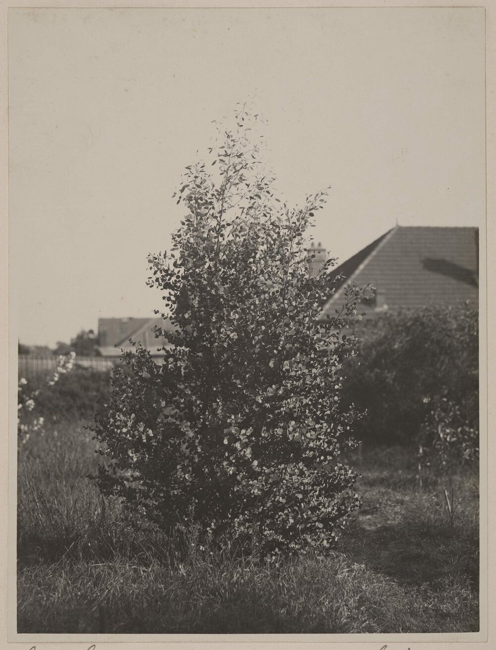 Euc. coccifera - 3 years old - Miegunyah