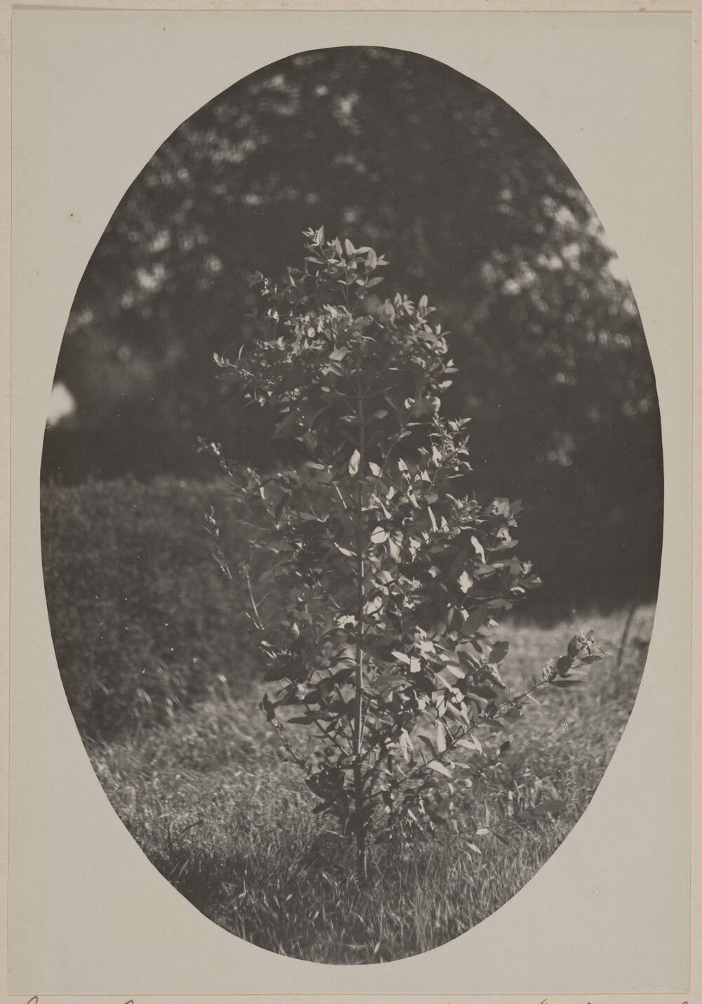 Euc. globulus  1 year old  Miegunyah