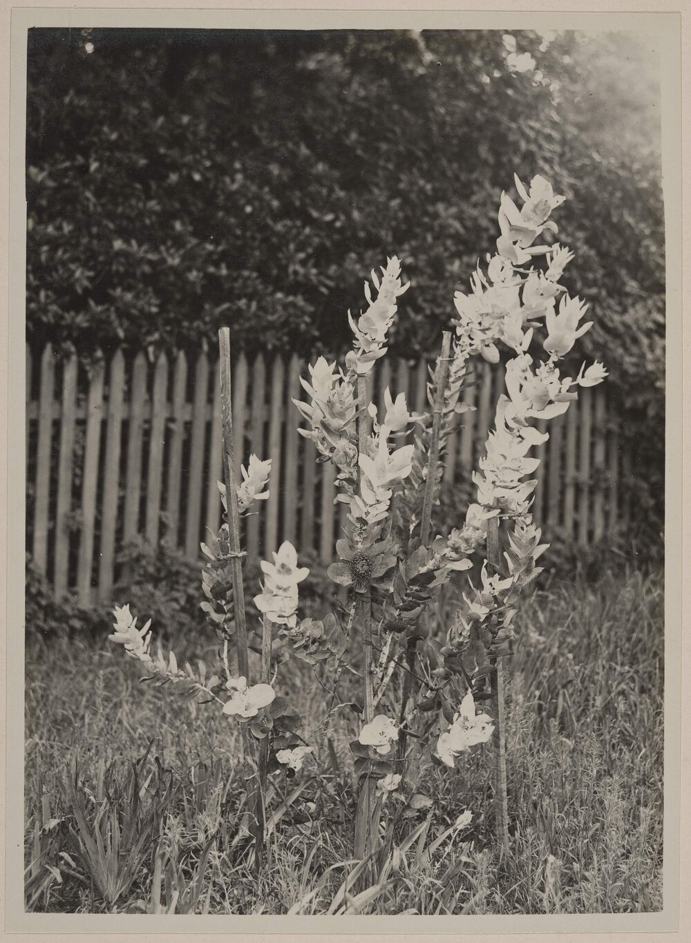 Eucalyptus Macrocarpa 4 years old, Miegunyah