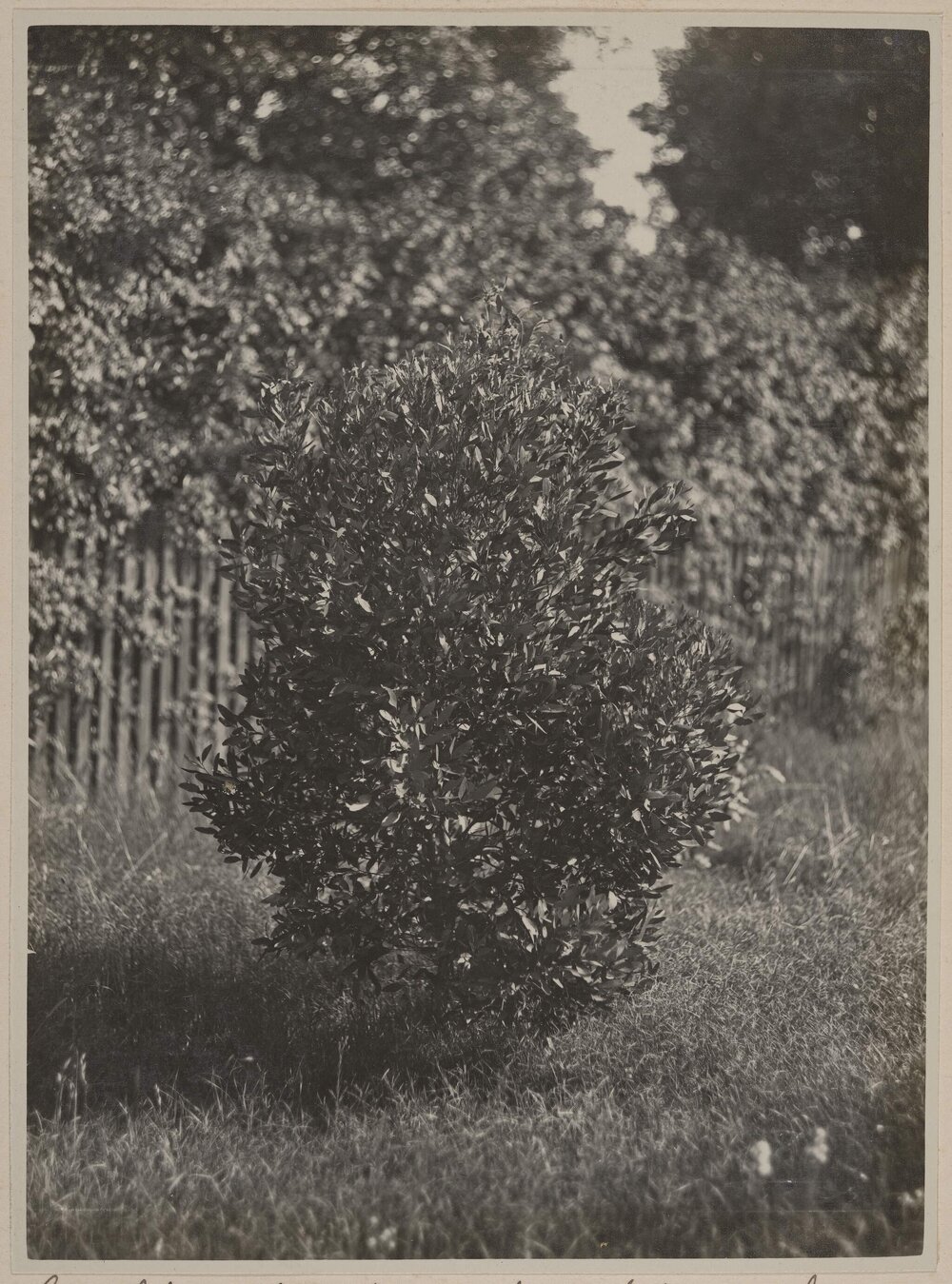 Euc. lehmannii - 3 years old Miegunyah