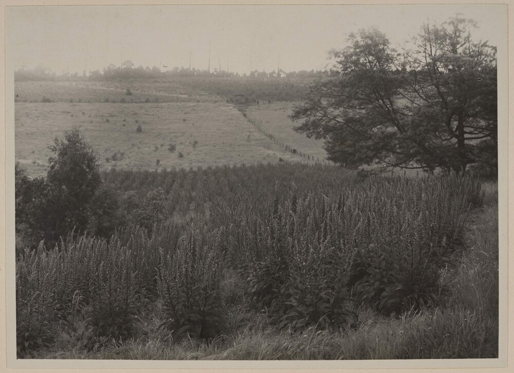 Crop of Digitalis purpurea - Emerald