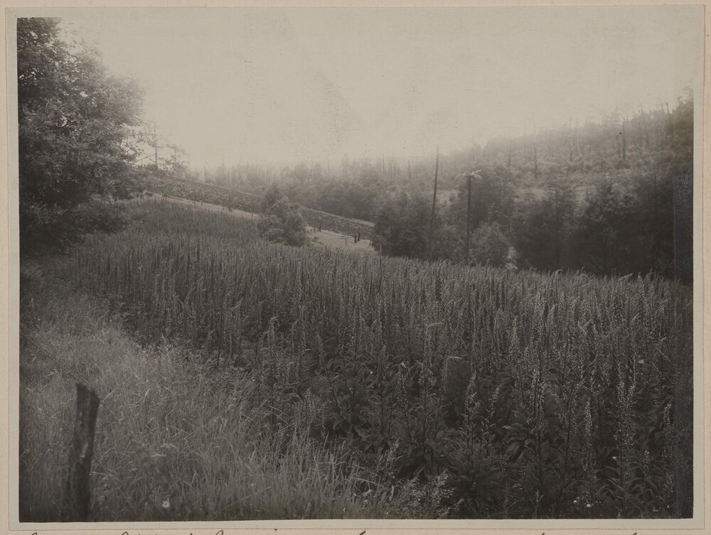 Crop of Digitalis purpurea - Emerald