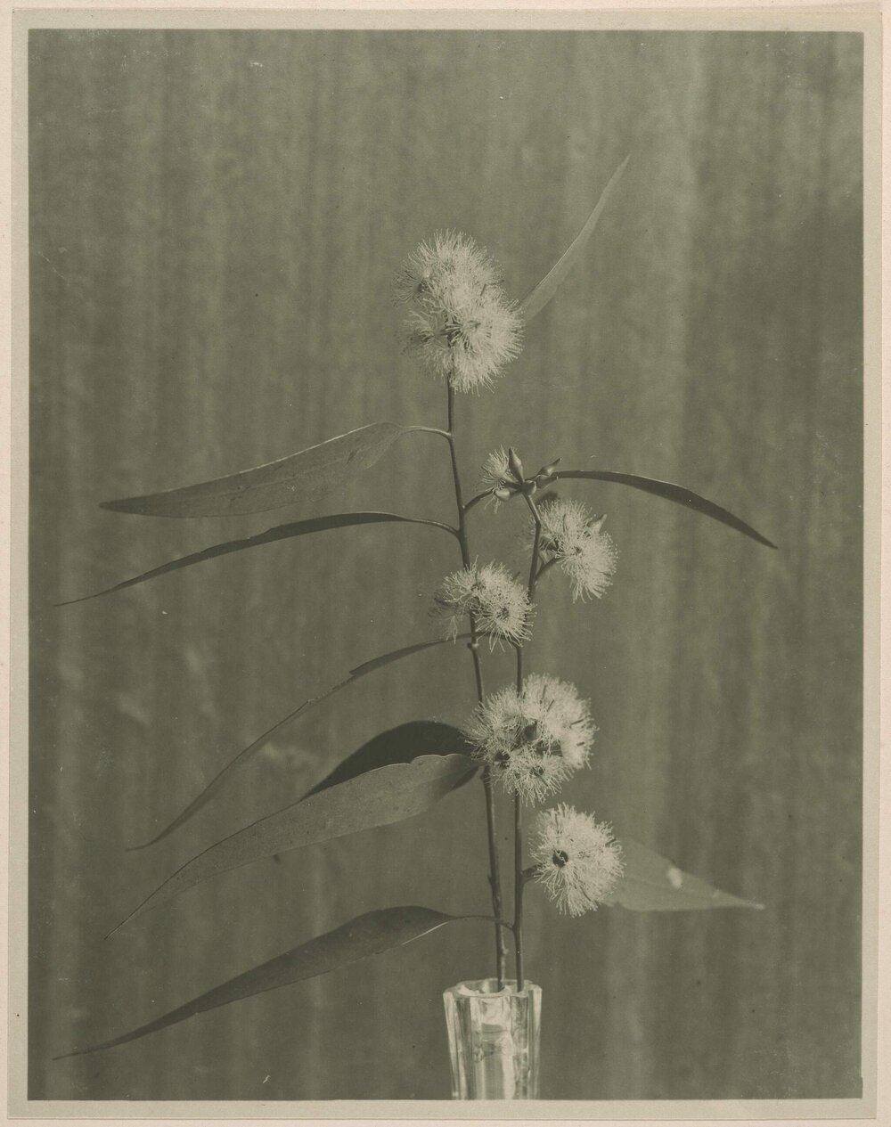 Flower of Euc. patentinervis