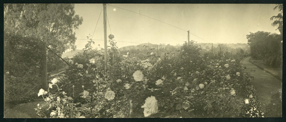 [Panoramic] Rostrevor [6 of 21]