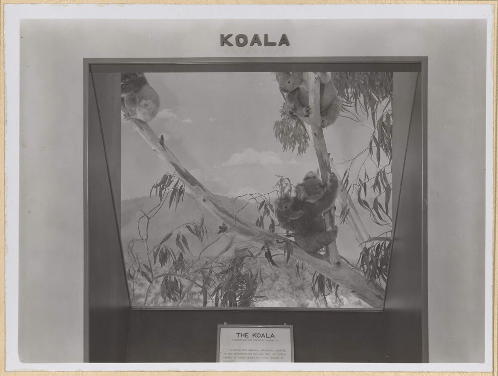 Diorama-Koala