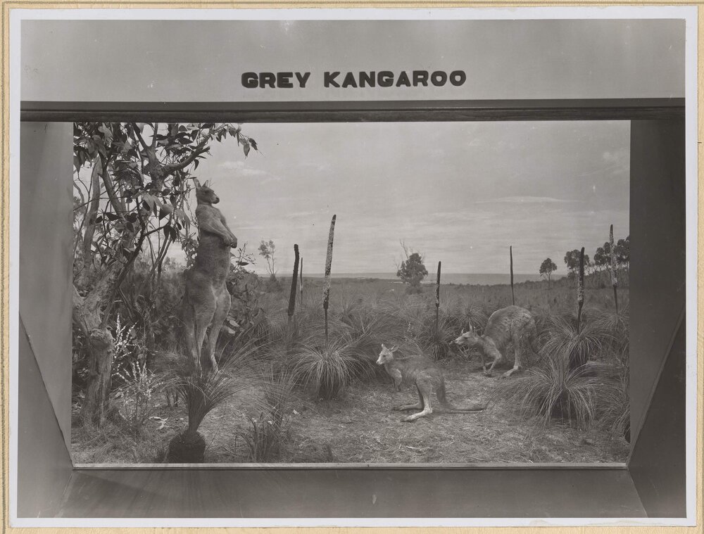 Diorama-Great Grey Kangaroo