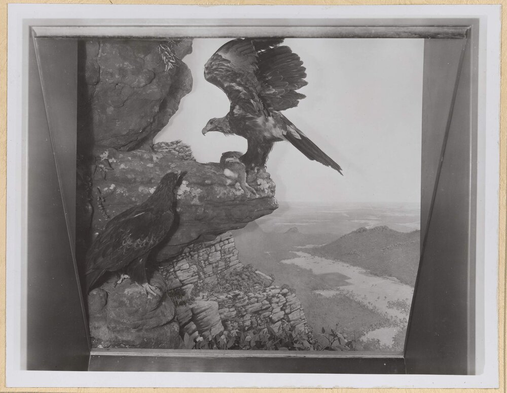 Diorama-Wedge-tailed Eagle