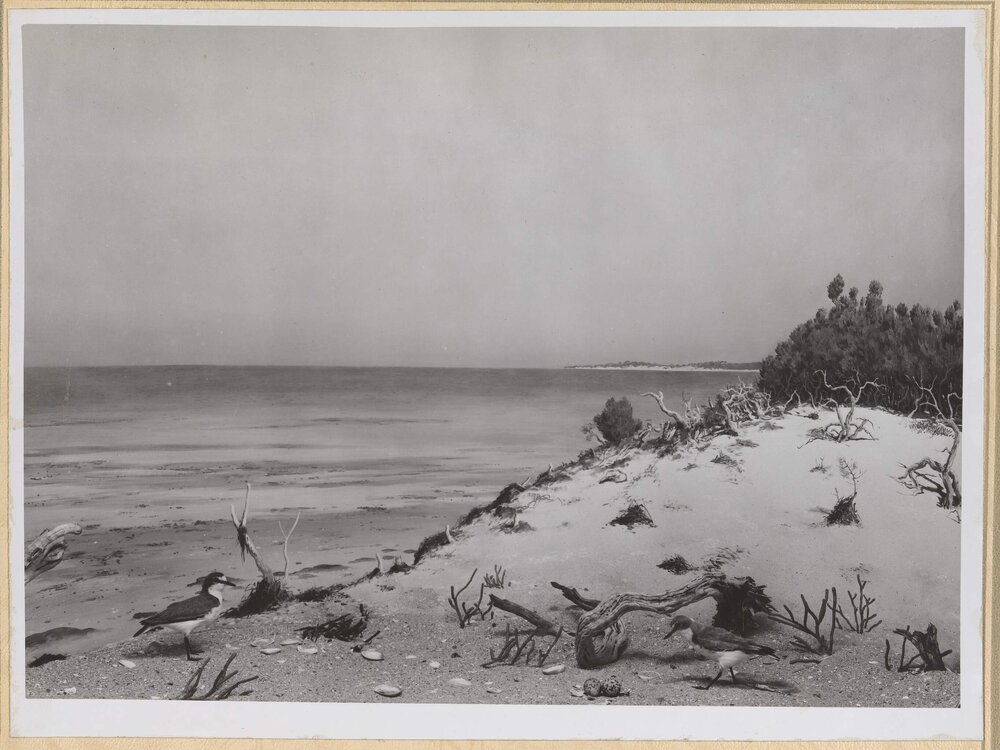 Diorama-Red-capped Dotterel