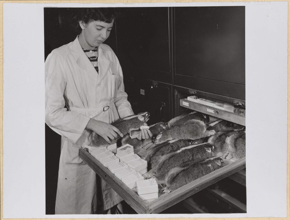 Storage Cabinet for Mammal Collections